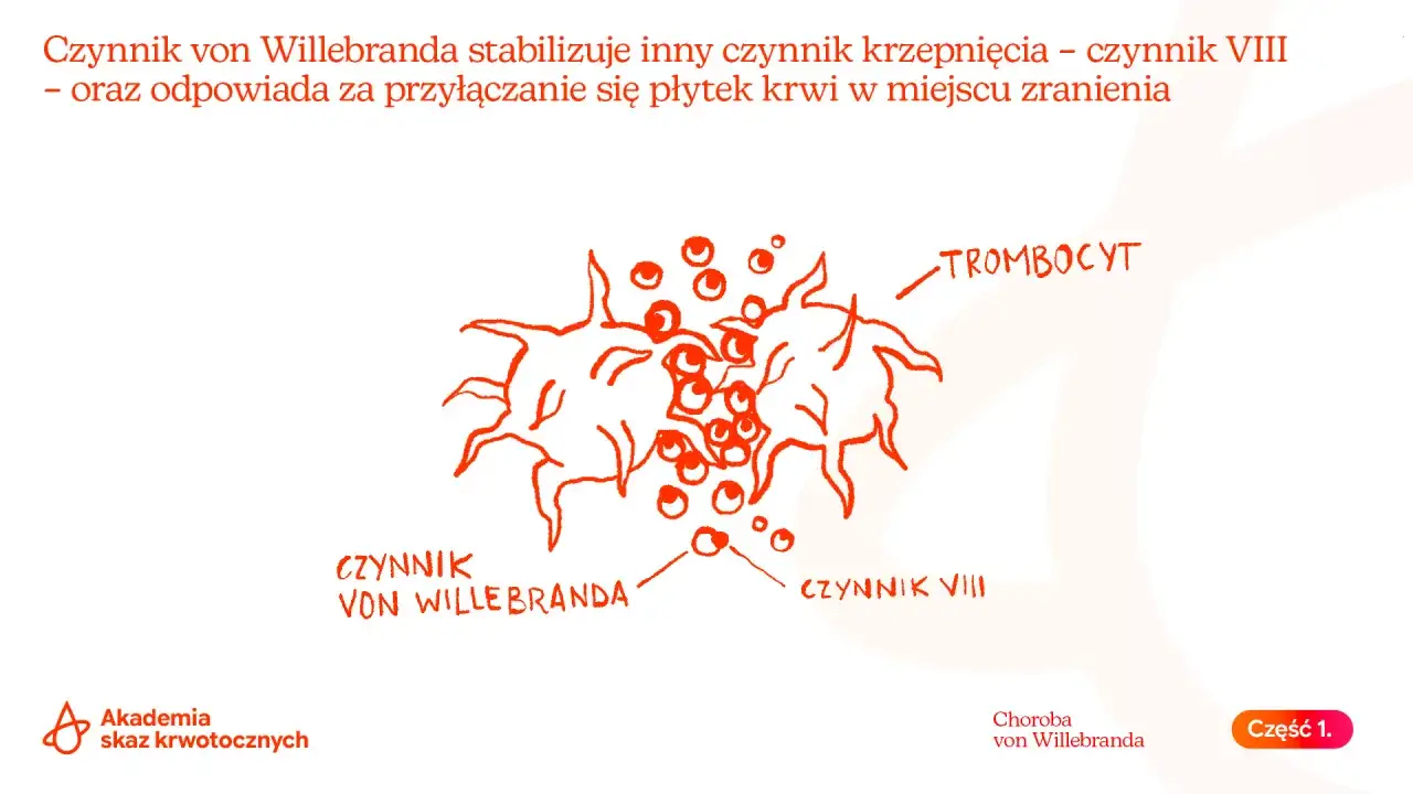 Ilustracja przedstawia płytki krwi i czynniki krzepnięcia, w tym czynnik von Willebranda, kluczowy w procesie zatrzymywania krwawienia.