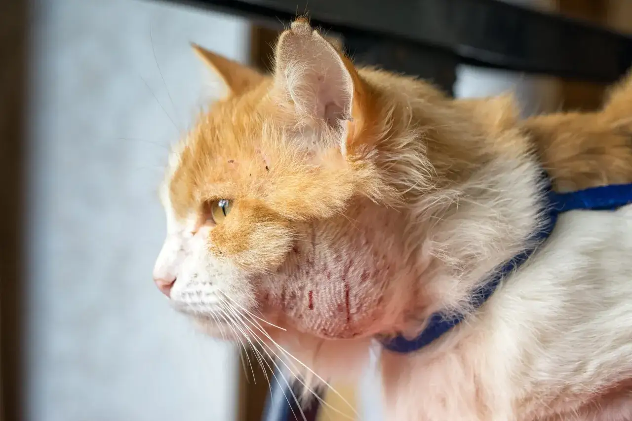 Gato naranja con inflamación en la cara y el cuello, posiblemente por un absceso. Un gato puede morir por un absceso si no se trata.