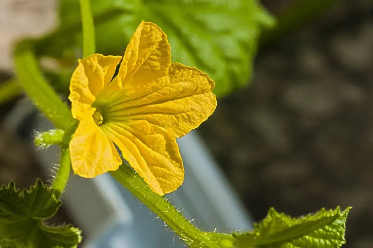 Un fiore giallo brillante sboccia su un fusto peloso della pianta di luffa.