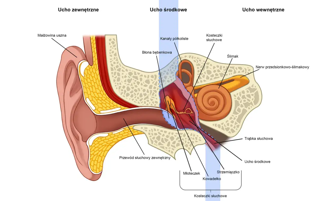 anatomia ucha wewnętrznego błędnik