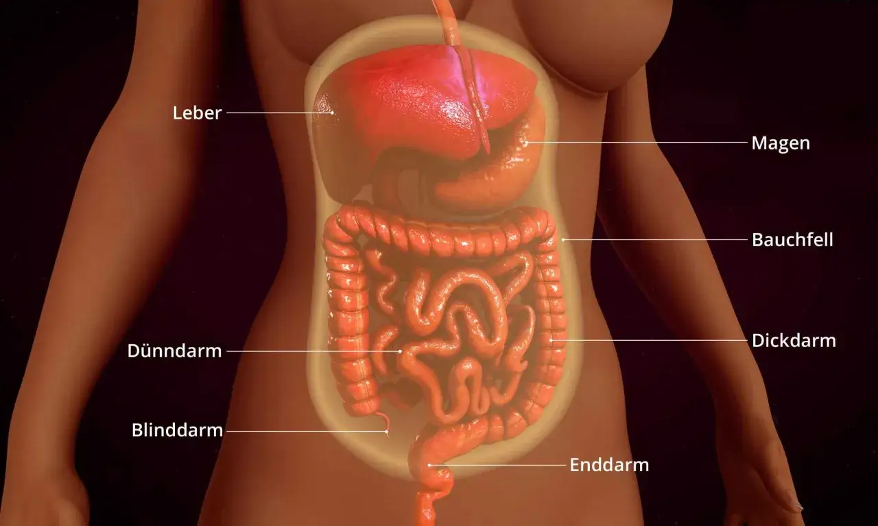 Anatomische Darstellung des Bauchraums mit Magen, Darm, Leber. Das Bauchfell ist markiert. Mögliche bauchfellentzündung symptome sind hier nicht sichtbar.