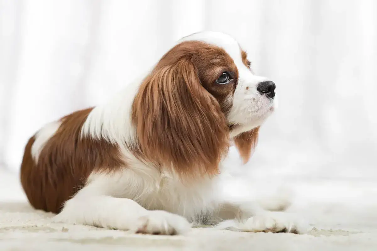 Uroczy Cavalier King Charles Spaniel, idealny pies dla dziecka. Małe rasy najłagodniejsze psy dla dziecka.