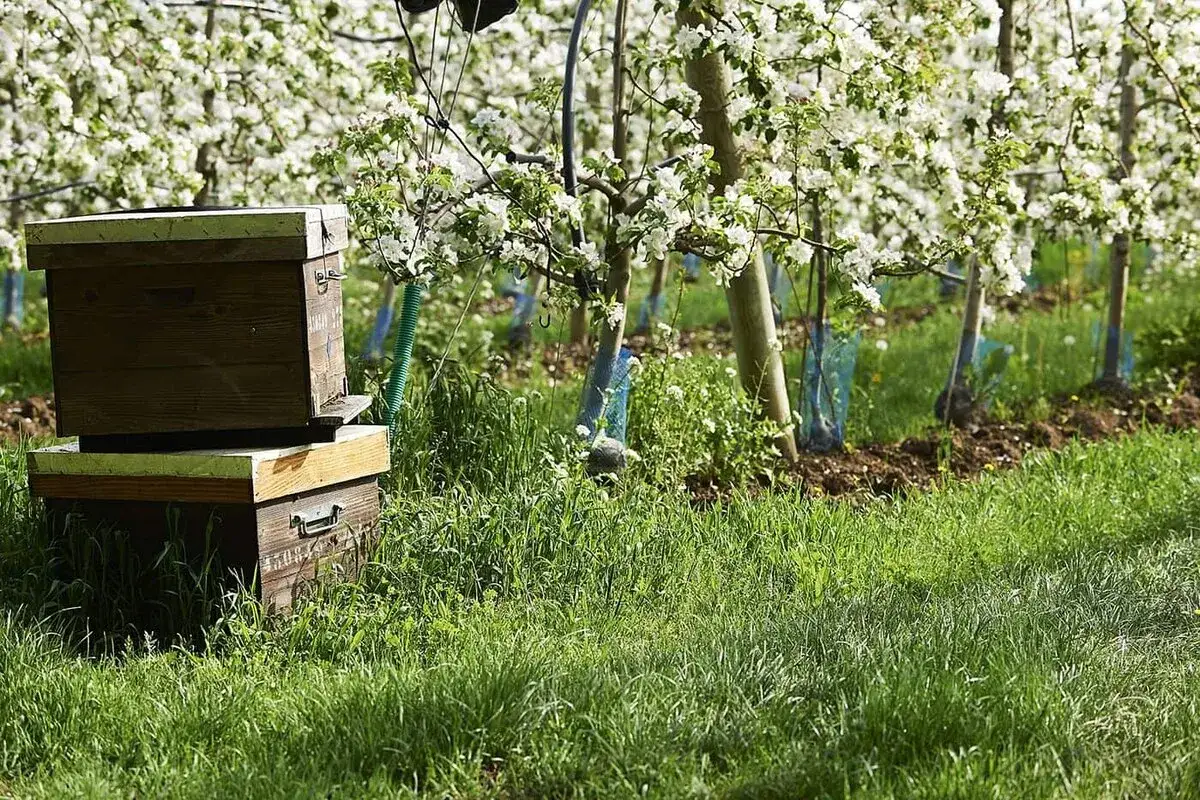 Deux ruches en bois dans un verger de pommiers en fleur, sous un ciel bleu. L'herbe est verte et luxuriante.