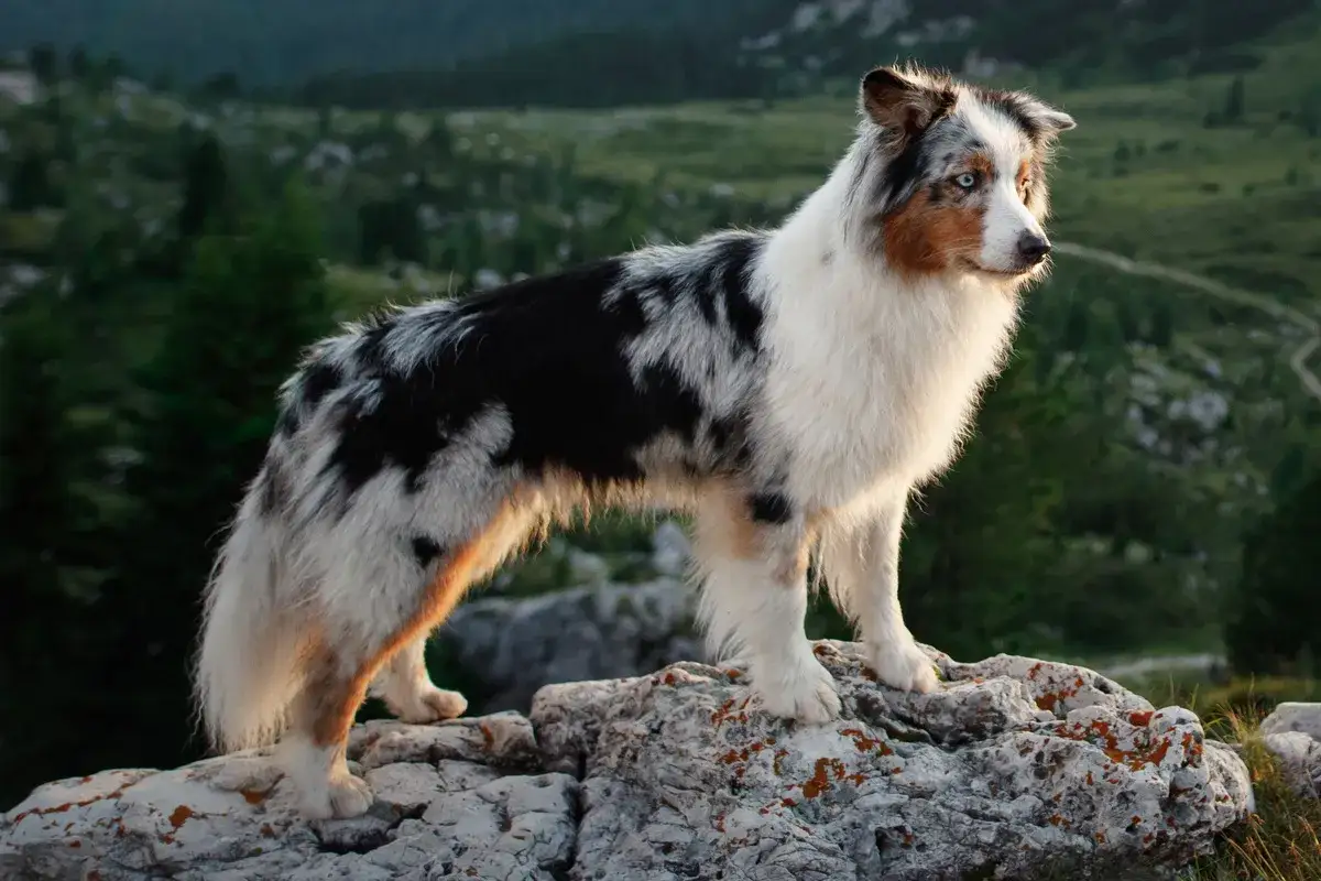Ein wundersch&ouml;ner Australian Shepherd mit blauen Augen steht auf Felsen in den Bergen. Seine Lebenserwartung ist hoch, er ist ein treuer Begleiter.