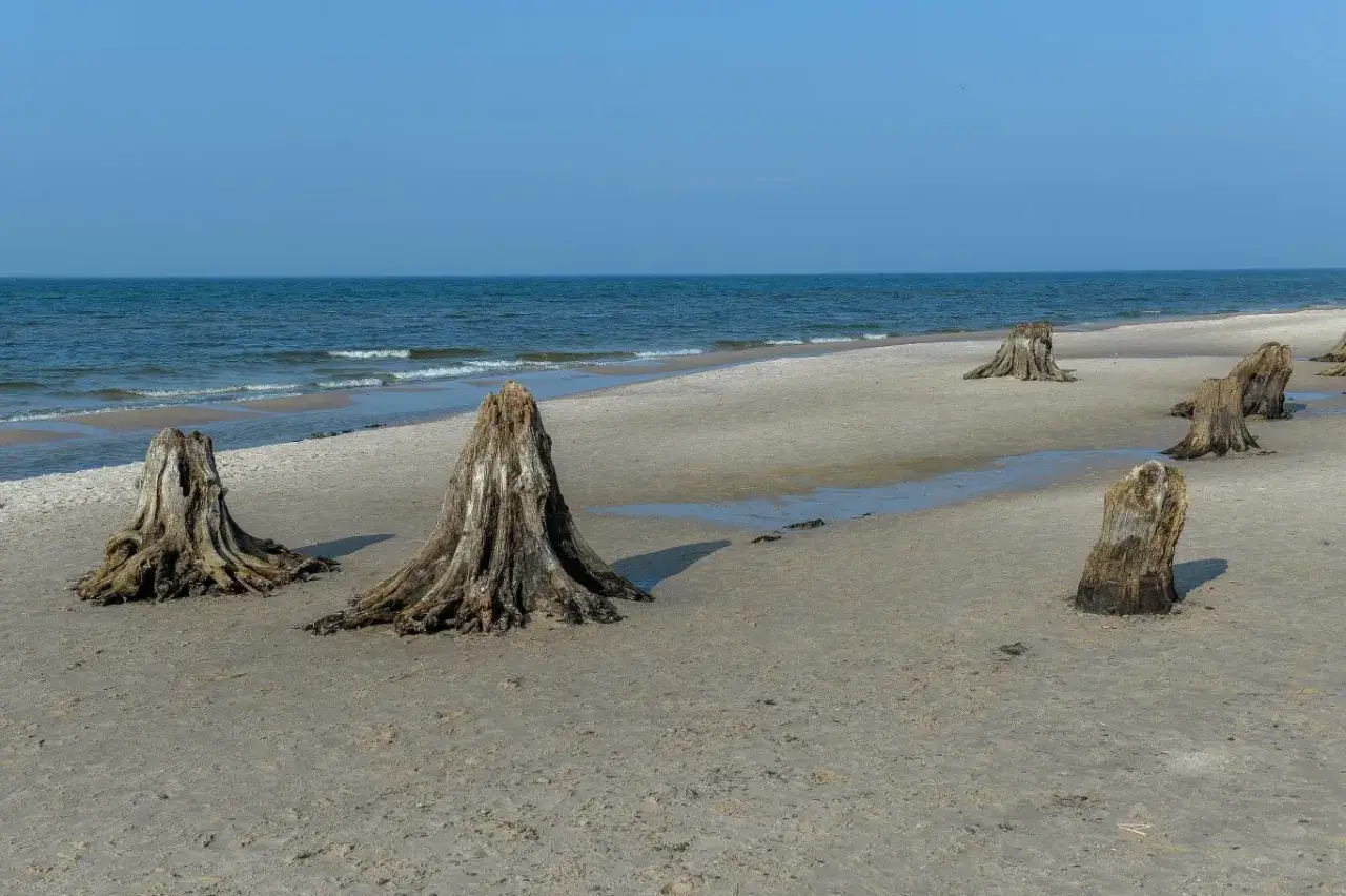 Na piaszczystej plaży stoją kikuty drzew, pozostałości po martwym lesie. Morze spokojnie faluje w tle.
