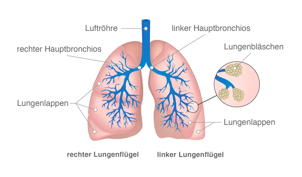 Anatomie der Lunge mit Luftröhre, Bronchien und Lungenbläschen. Hoffnungsvolle Einblicke in lungenkrebs geheilt erfahrungsberichte.
