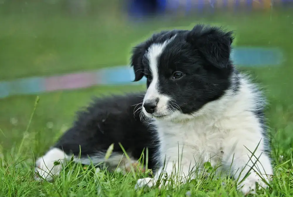 Szczeniak Border Collie z miską karmy