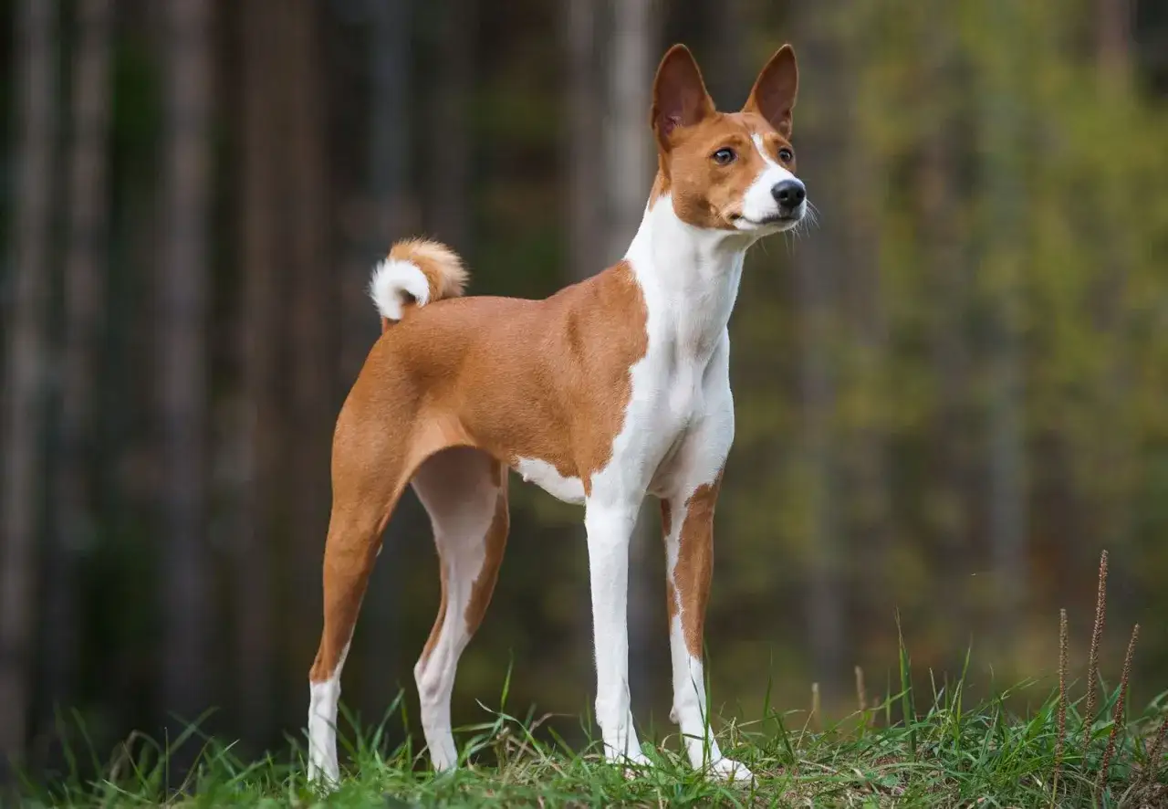 Elegancki basenji pies stoi na trawie, z uszami skierowanymi do g&oacute;ry, gotowy do przygody w lesie.