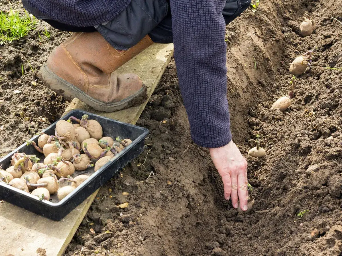 Gärtner setzt Kartoffeln in die Erde. Die Frage