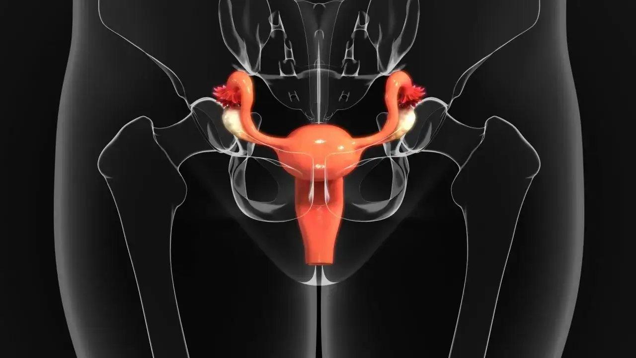 anatomia miednicy kobiecej nerwy jajniki