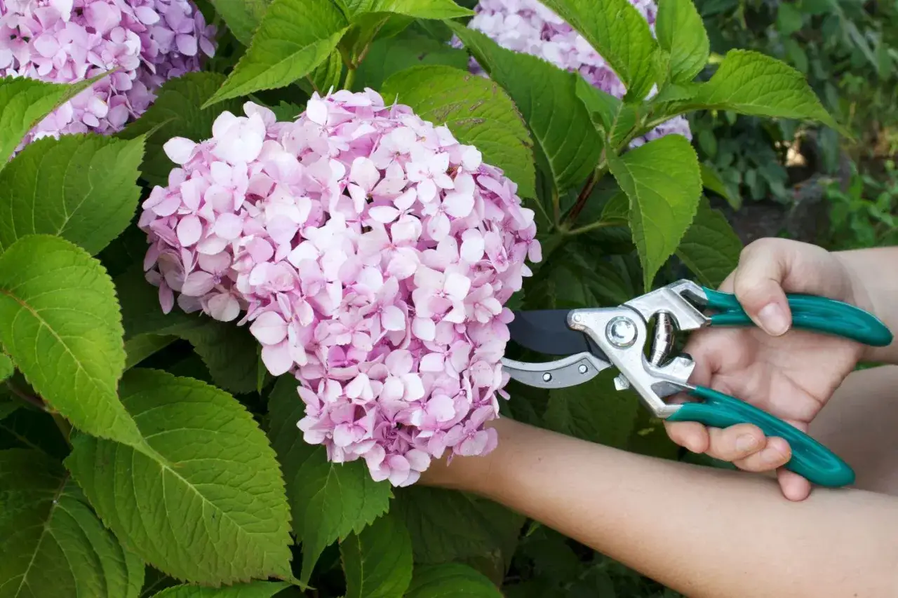 Eine Hand mit einer Gartenschere schneidet eine rosa Hortensienbl&uuml;te. Die Hortensienpflege ist wichtig f&uuml;r gesunde Pflanzen.