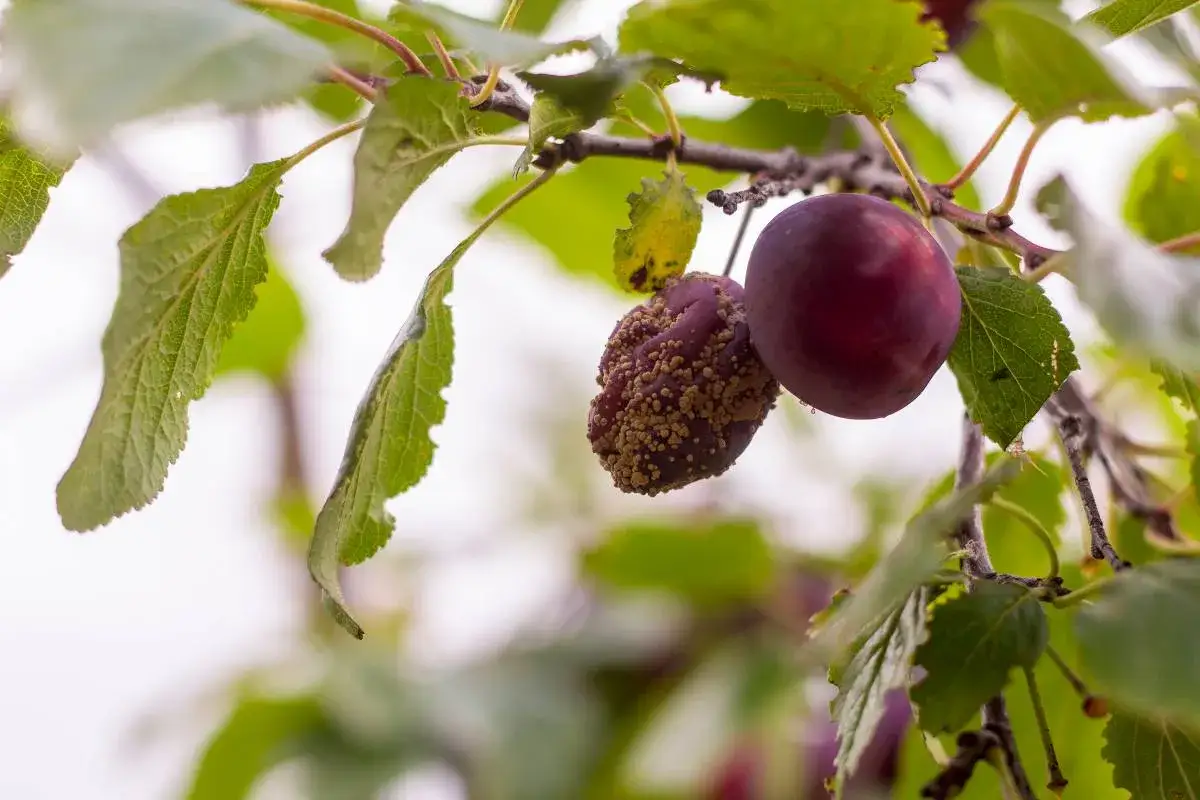 Une prune saine à côté d'une autre affectée par la maladie prunier, couverte de pustules jaunâtres. Des feuilles vertes entourent les fruits sur la branche.