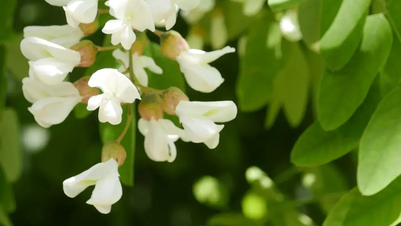 Grappes de fleurs d'acacia blanches et d&eacute;licates, avec des feuilles vertes floues en arri&egrave;re-plan.