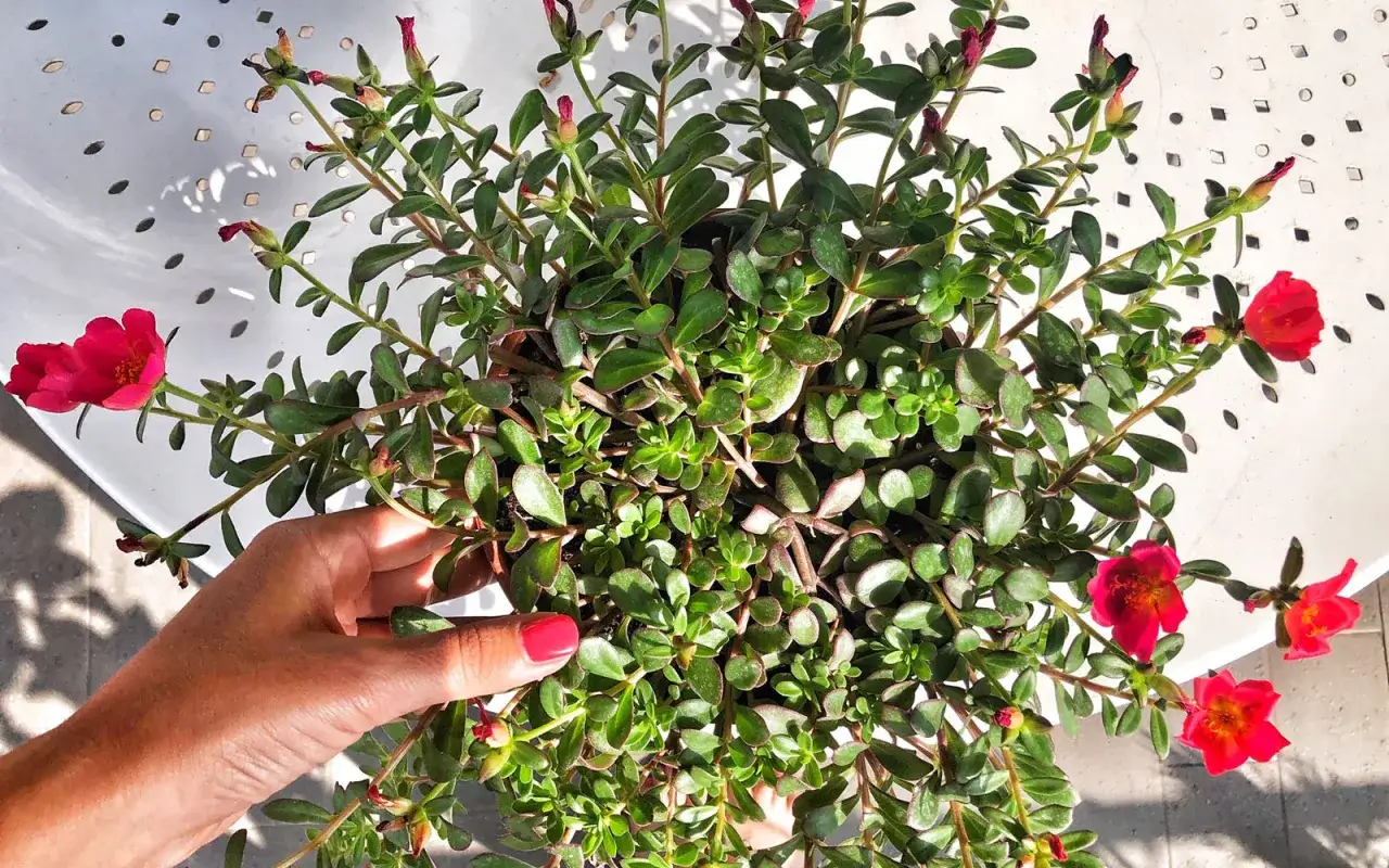 Mano che accarezza i vivaci portulaca fiori, con petali rossi brillanti che si aprono al sole.