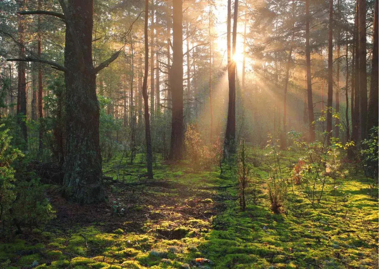 Promienie słońca przebijające się przez drzewa w lesie, tworząc magiczną atmosferę. Białowieski Park Narodowy ciekawostki skrywa w takich właśnie widokach.