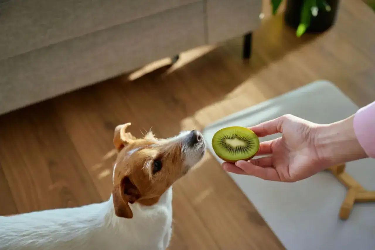 Czy pies może kiwi? Jack Russell terier z zaciekawieniem wącha poł&oacute;wkę kiwi podaną mu przez rękę.