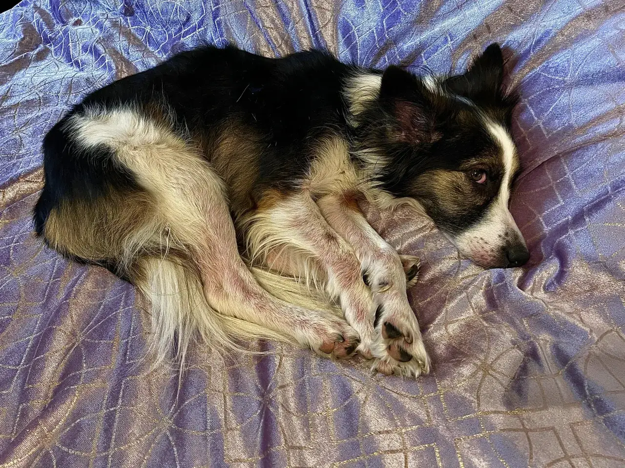 Border collie skin problems