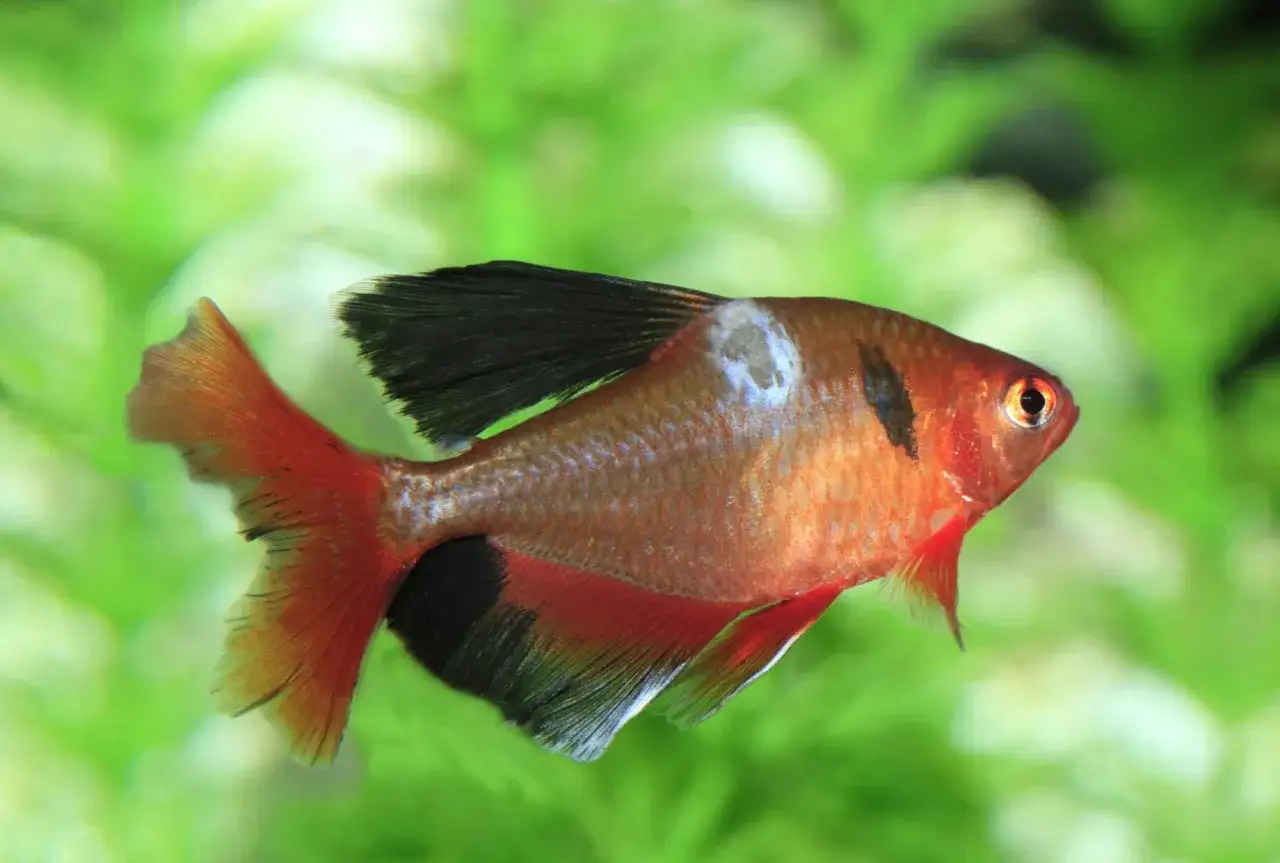 En r&ouml;d och svart fisk simmar i ett no2 akvarium.