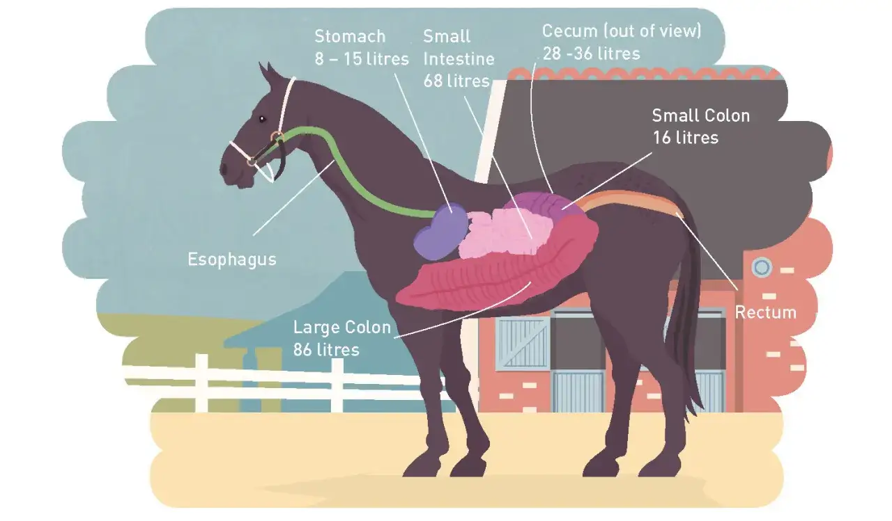 Anatomie du cheval : estomac, intestins, côlon. Comprendre le système digestif aide à éviter tout aliment interdit cheval.
