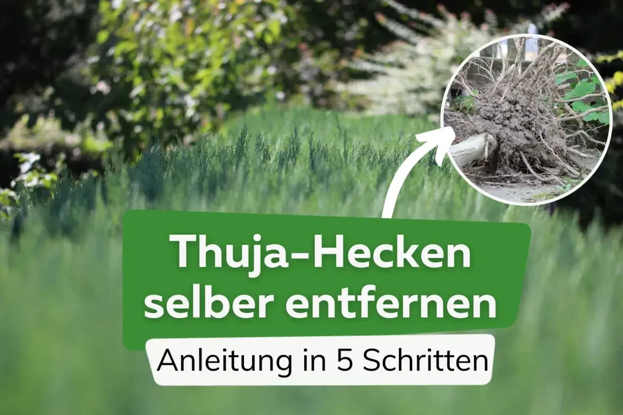 Thuja-Hecke entfernen: Anleitung zum Ausgraben des Wurzelballens. So gelingt das Entfernen der Hecke kostengünstig.