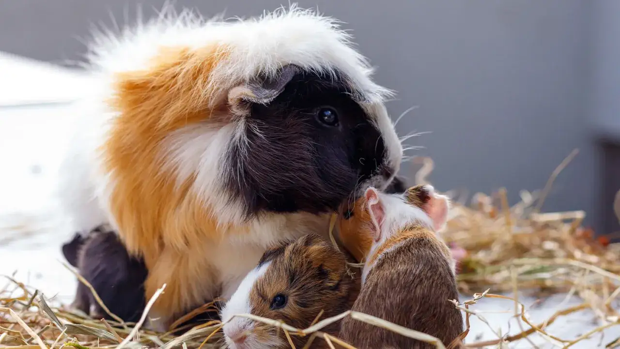 Eine Meerschweinchen-Mutter mit zwei Babys in Heu. Die Meerschweinchenzucht zeigt die s&uuml;&szlig;e Familie.