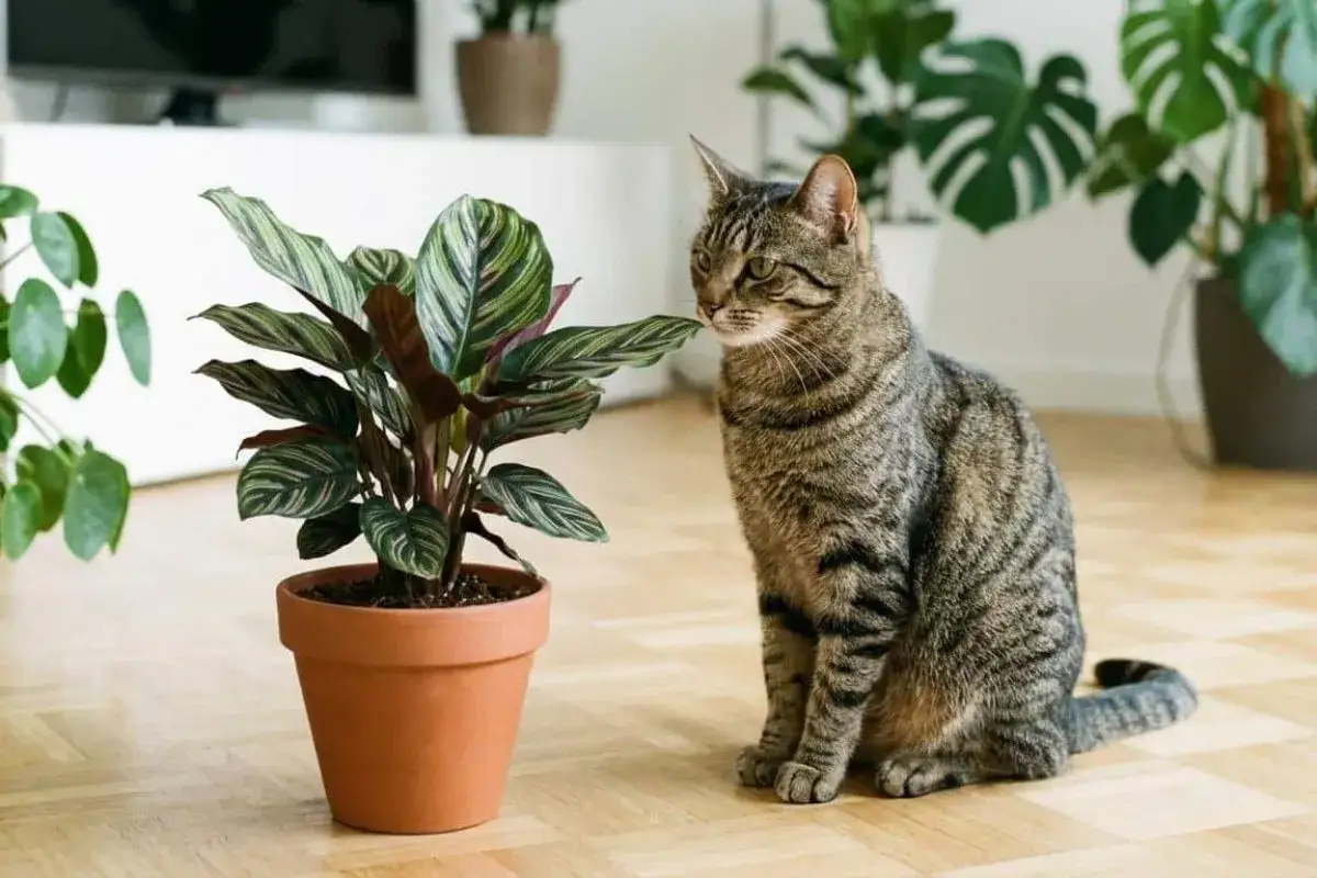 Un chat tigré observe attentivement une plante en pot, peut-être un kalanchoe, sur un parquet en bois.