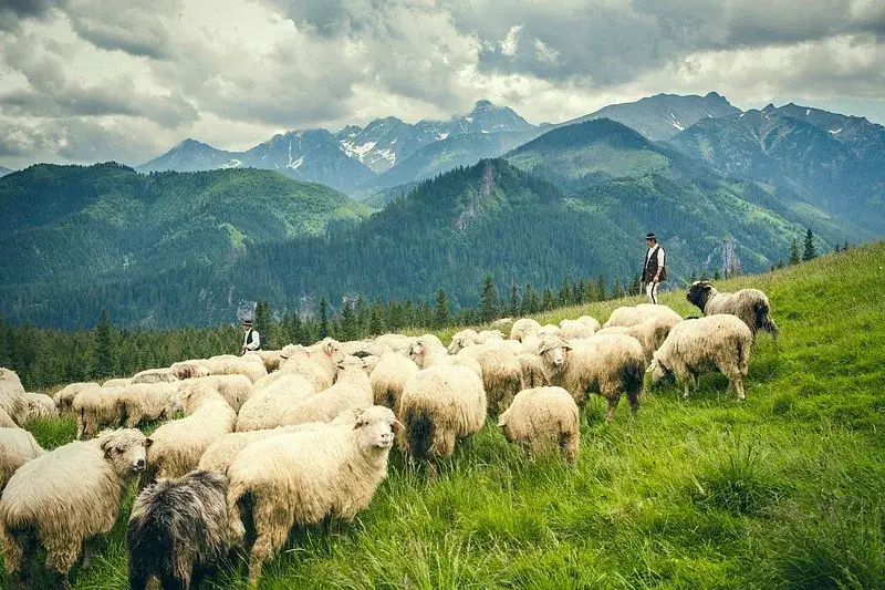 Bacówka w górach, tradycyjny wypas owiec, redyk