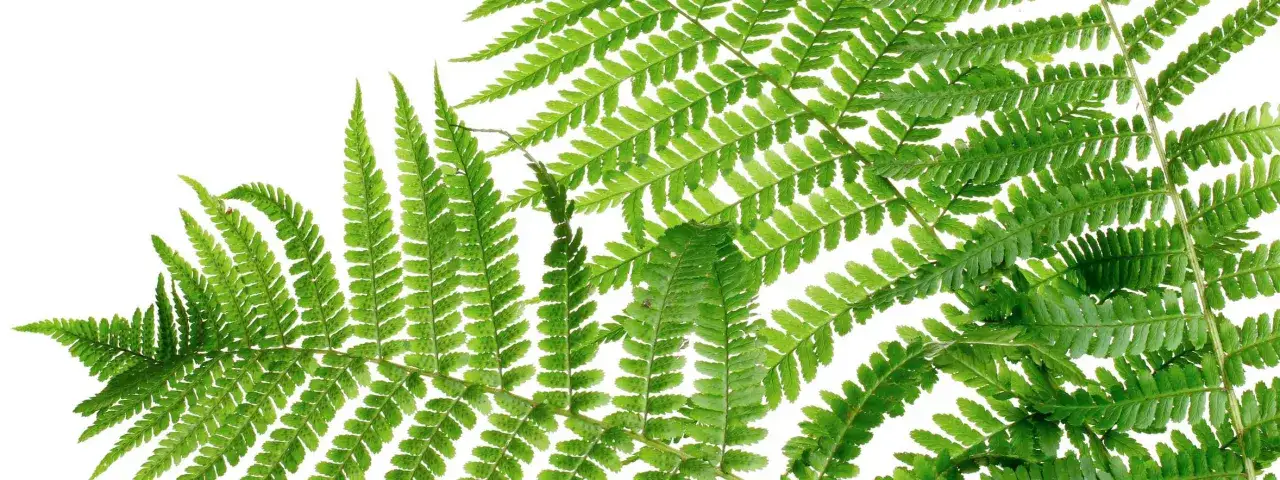 Dettaglio di una fronda di felce verde brillante su sfondo bianco, con le sue delicate foglioline che creano un motivo intricato.