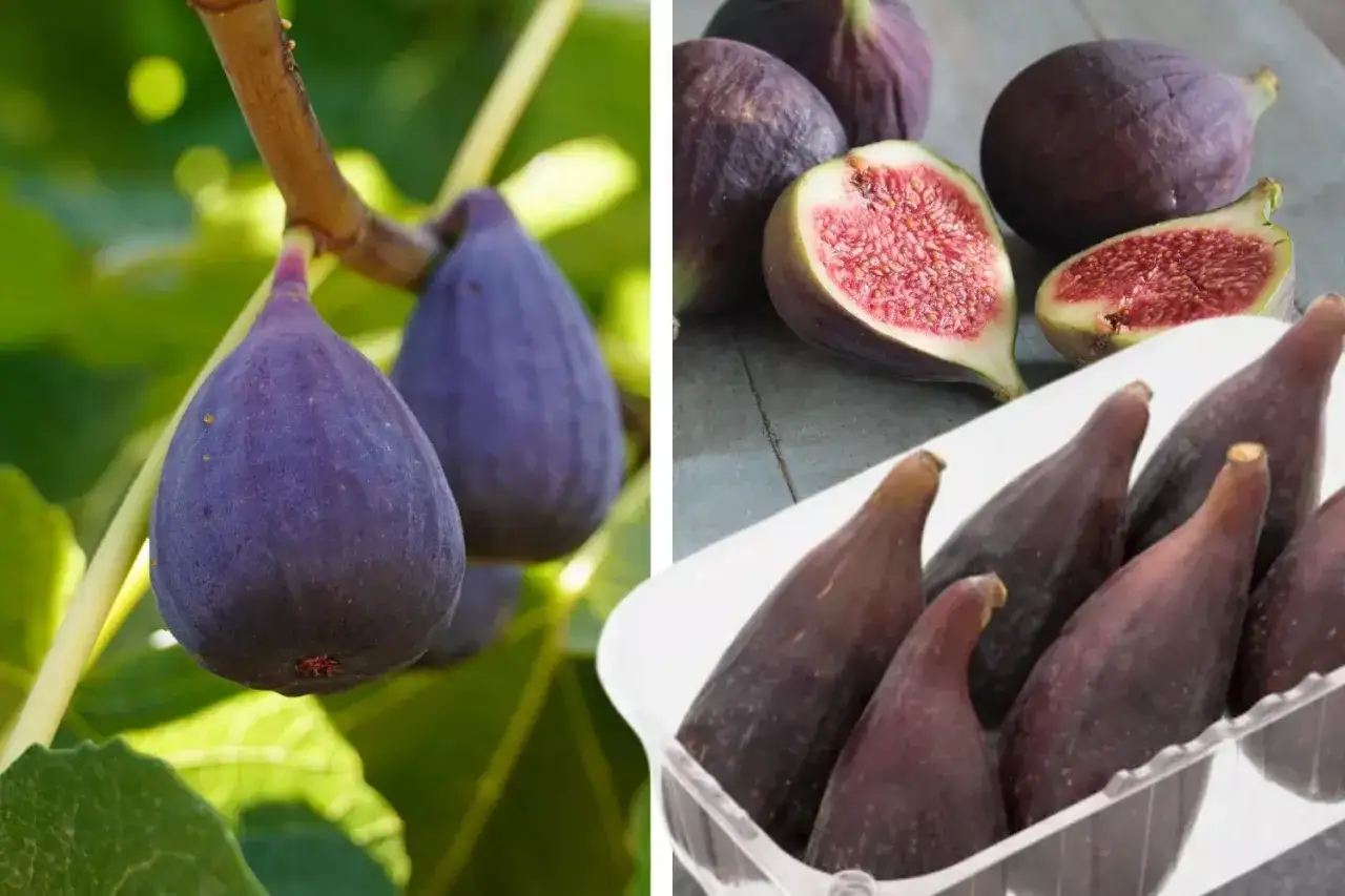 Higos morados en rama y en bandeja. La diferencia entre higos y brevas se aprecia en su tamaño y maduración.