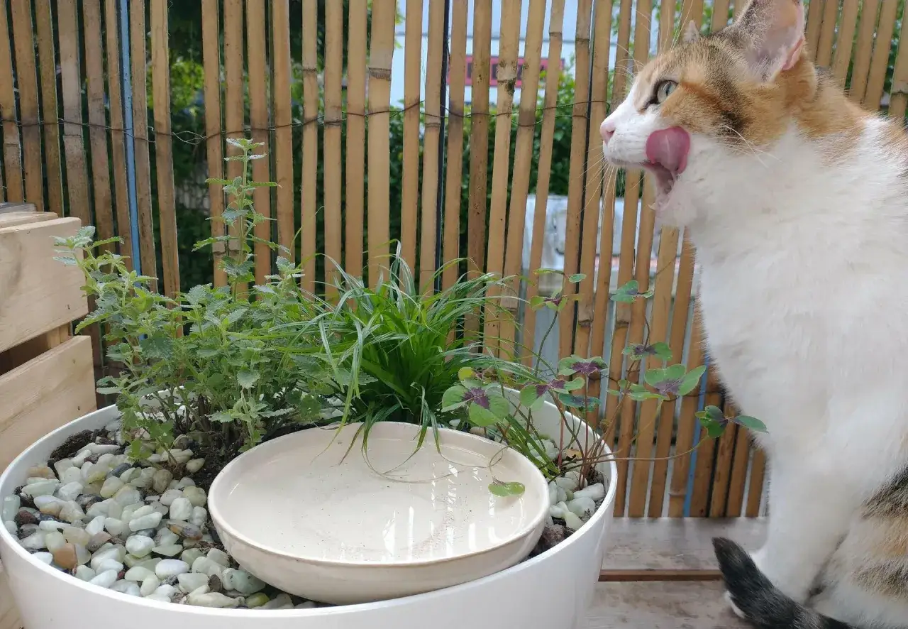 Eine Katze leckt sich nach dem Trinken von Wasser die Lippen. Sie sitzt neben einem Kräutertopf, der aussieht, als würde er Katzenmilch geben.