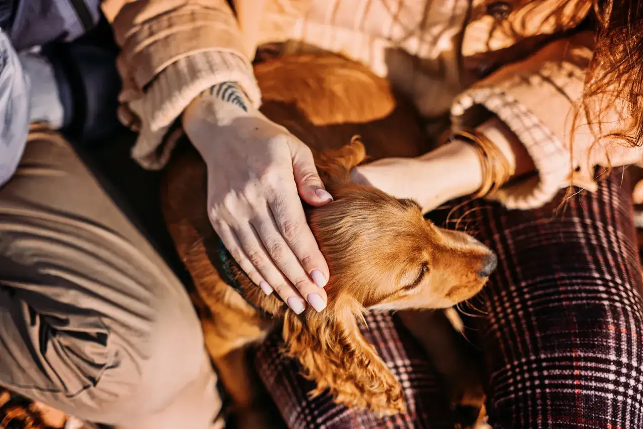 Douce &eacute;treinte pour un chien en phase terminale de cancer. Mains caressant un chien roux, le r&eacute;confortant dans ses derniers instants.