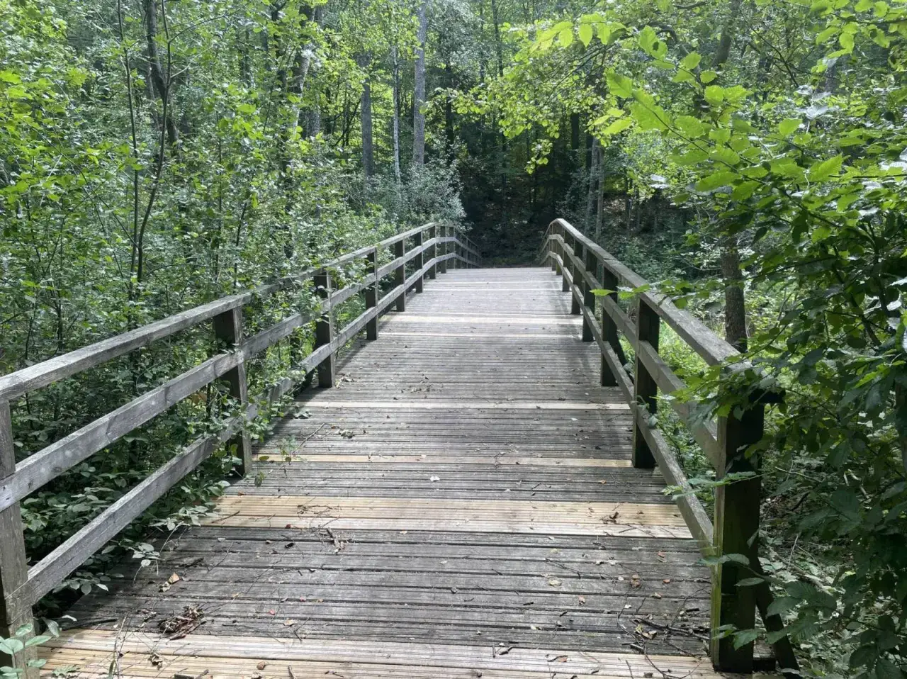 Drewniany mostek na ścieżce przez las, idealny na rowerowe trasy Mikołajki.