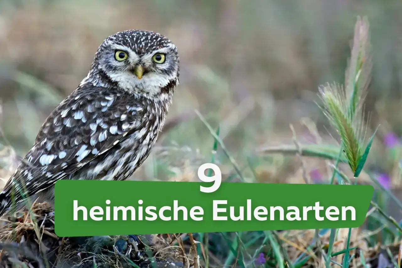 Ein kleiner, getupfter Kauz mit gelben Augen sitzt im Gras. Daneben steht