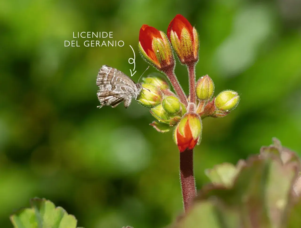 Una farfalla del geranio, un insetticida naturale fai da te, si posa su un bocciolo rosso.