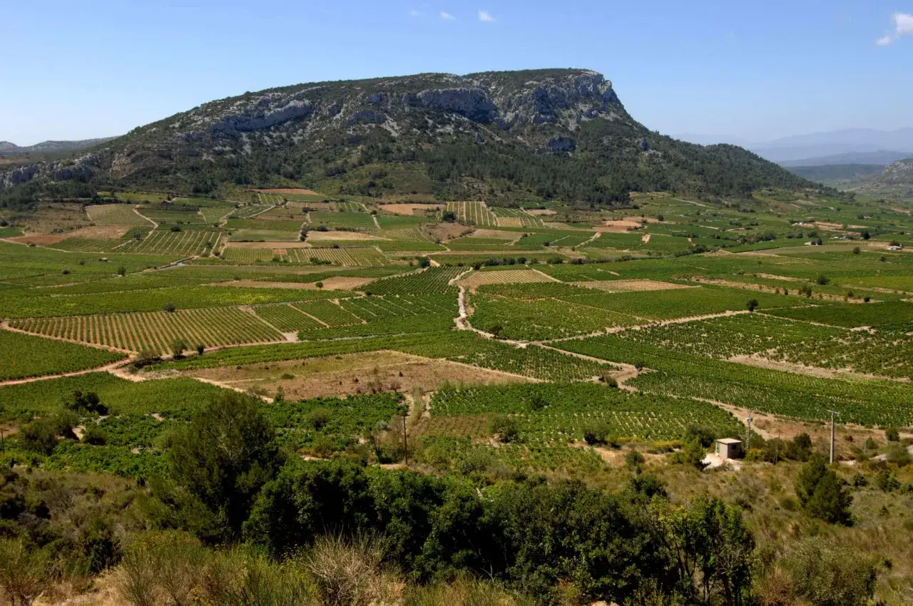 Vastes vignobles s'étendant à perte de vue sous un ciel bleu, typiques d'un domaine viticole du Roussillon.