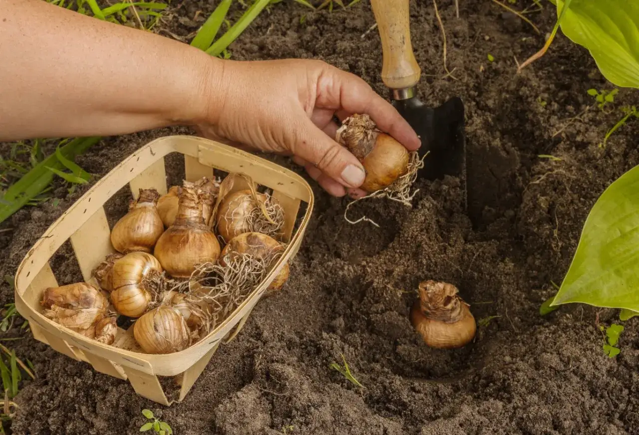 Jesień to idealny czas, kiedy sadzić narcyzy do gruntu. Ręka z cebulką narcyza nad dołkiem w ziemi, obok koszyka z cebulkami.