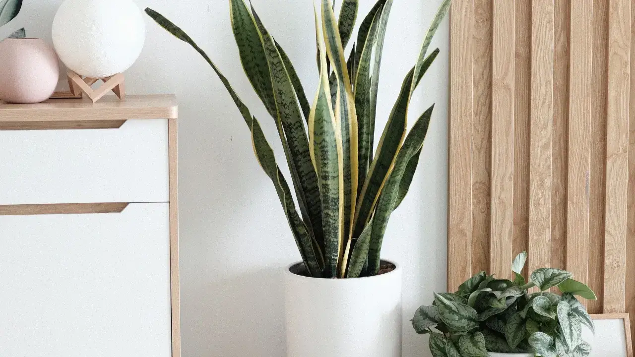 Planta lengua de suegra en maceta blanca, junto a otra planta y un mueble blanco con adornos.