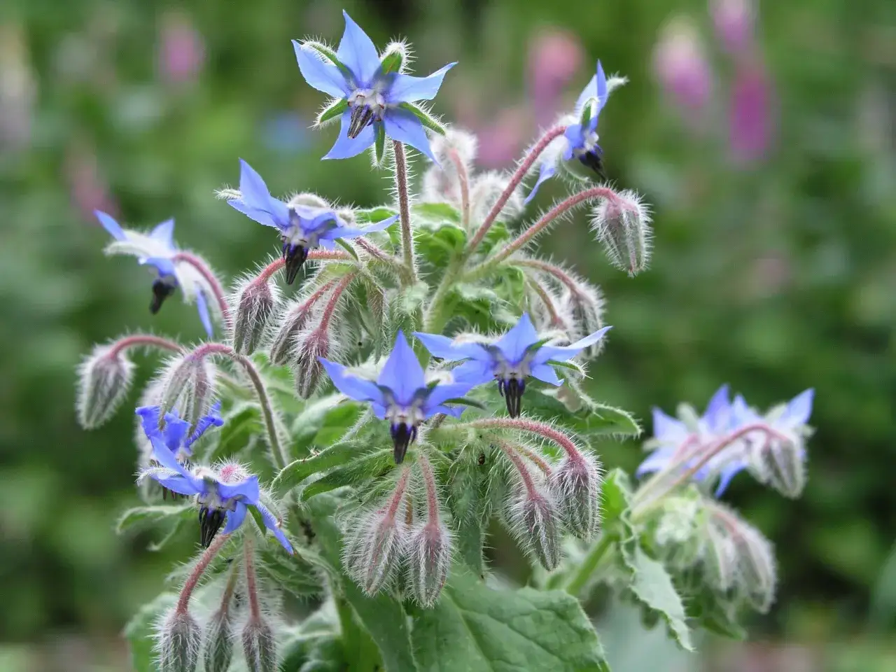 Blaue Borretschblüten mit behaarten Stielen und Knospen. Perfekt für erfrischende borretsch rezepte im Sommer.