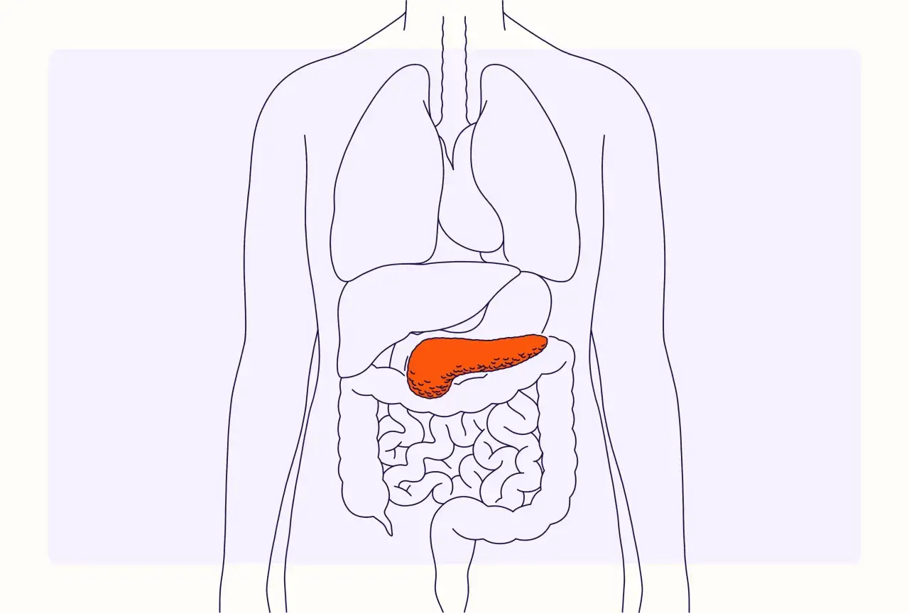 Illustrazione del pancreas in evidenza, parte del sistema digestivo. Potrebbe indicare i sintomi della pancreatite.