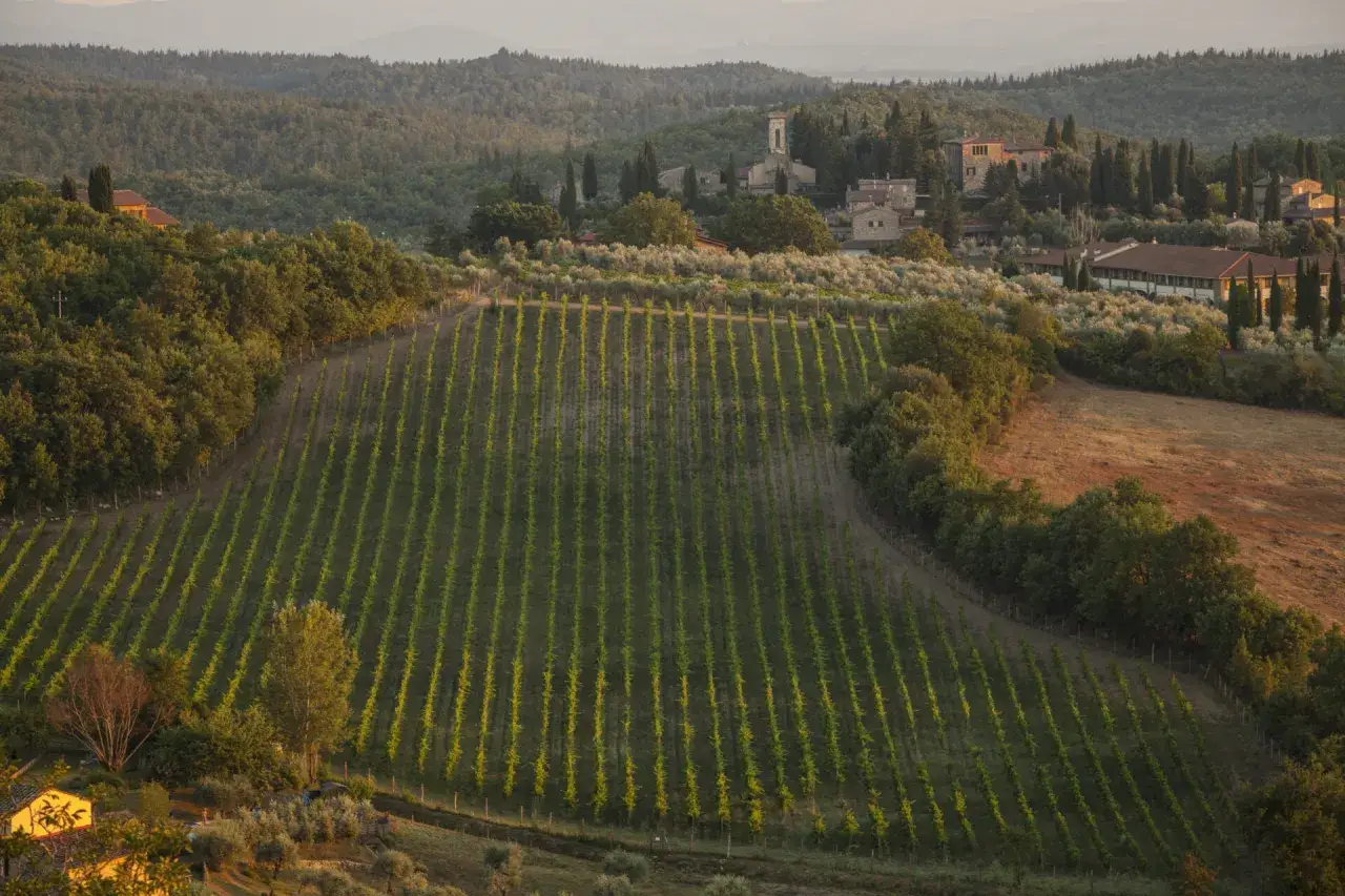 Vigneti ordinati e ulivi abbracciano un borgo antico a San Donato, Toscana, sotto la luce dorata del tramonto.