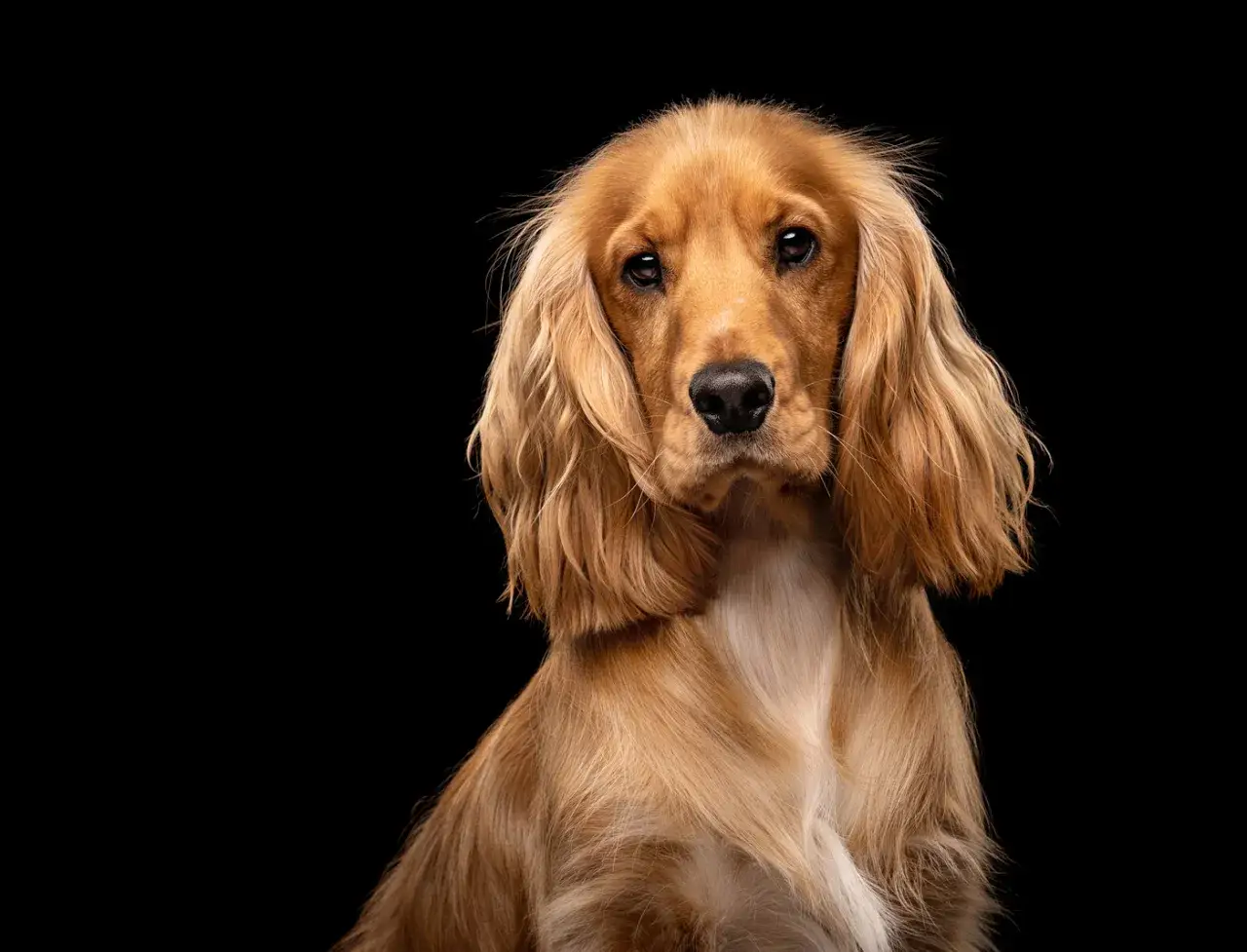 Uroczy cocker spaniel angielski o złotym futrze, z długimi, opadającymi uszami, patrzy wprost na widza.