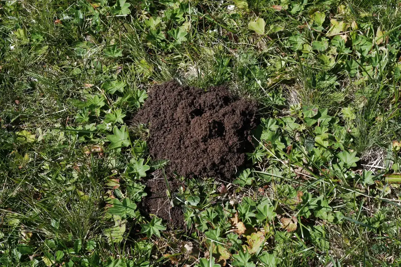 Kretowisko w ogrodzie, ślad po pracy karczownika. Kopiec świeżej ziemi wśród zielonej trawy i liści.