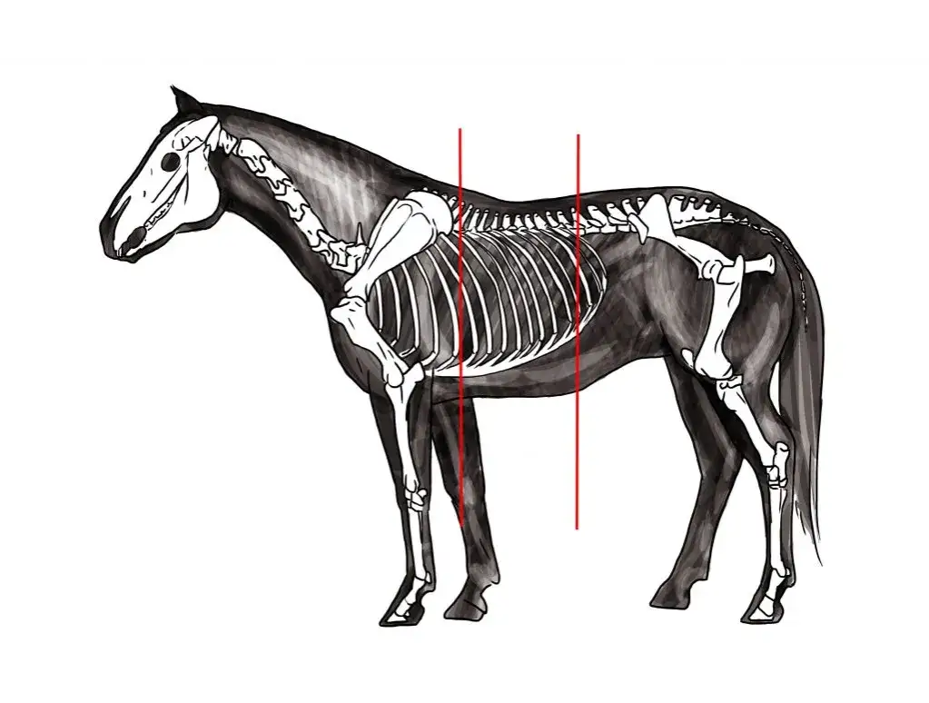 Anatomia grzbietu konia punkty dopasowania siodła
