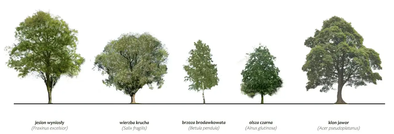 Pięć drzew parkowych: jesion, wierzba, brzoza, olsza i klon jawor, prezentują różnorodność gatunków.