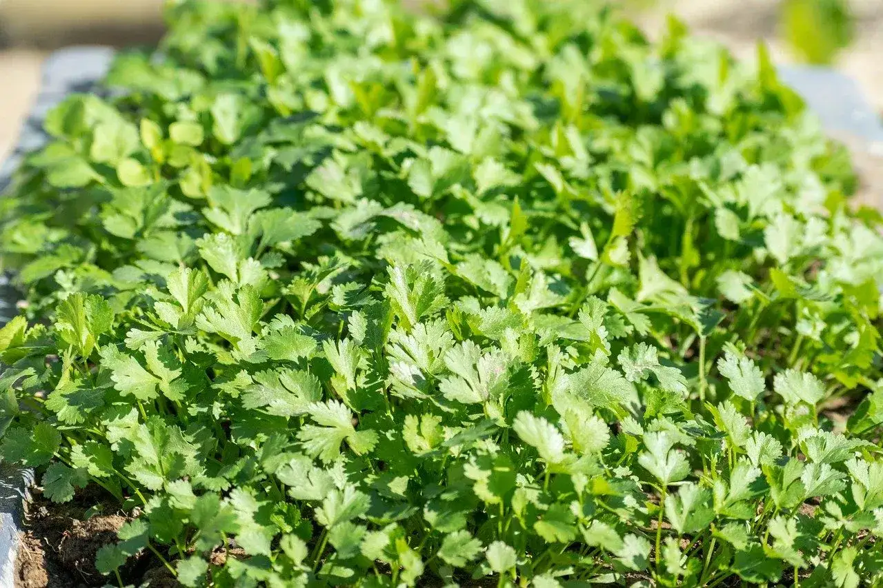 Młoda, zielona kolendra rośnie w grządce. To aromatyczne zioło, kt&oacute;re dodaje smaku potrawom.