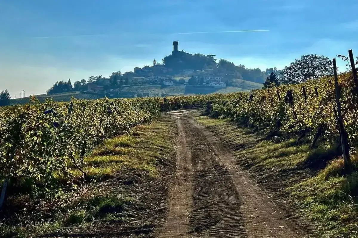Sentiero sterrato tra filari di viti in autunno, con un castello in lontananza. L'Oltrepò Pavese, terra di eccellenti vini.