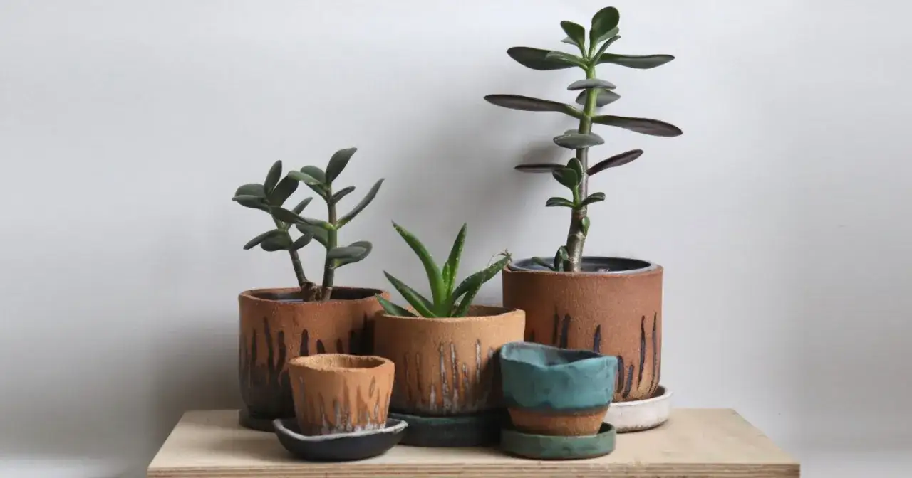 Pięć sukulentów w ceramicznych doniczkach z ozdobnym wzorem. Idealne inspiracje, jak ozdobić kwiatka w doniczce na prezent.