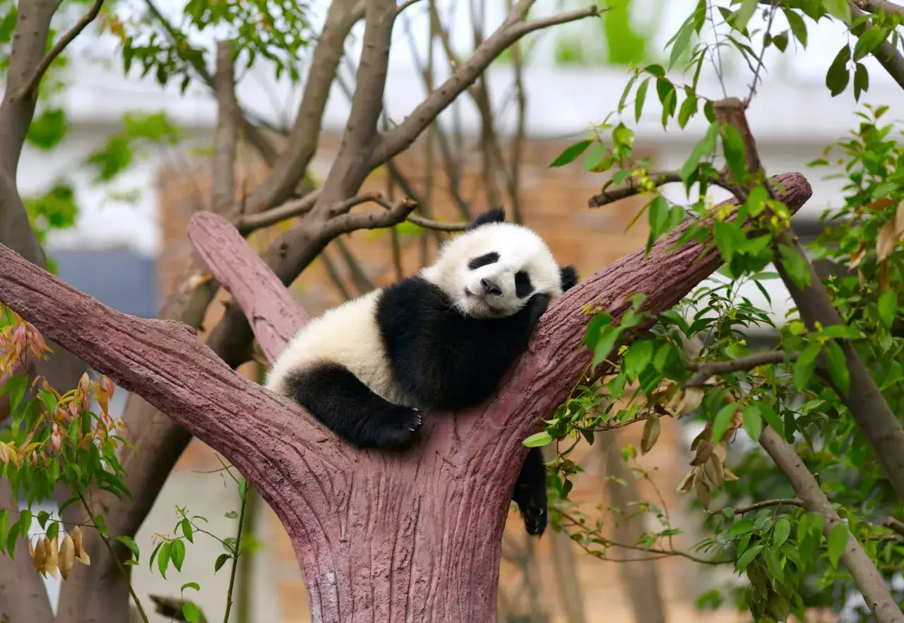 Mała panda odpoczywa na drzewie, pokazując, gdzie żyją pandy w swoim naturalnym środowisku.