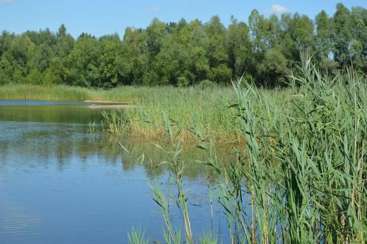 Spokojne jezioro, porośnięte trzcinami, z lasem w tle. Wyobraź sobie, że to **jezioro rydwan** – miejsce, gdzie dawniej mogły odbywać się niezwykłe wyścigi.