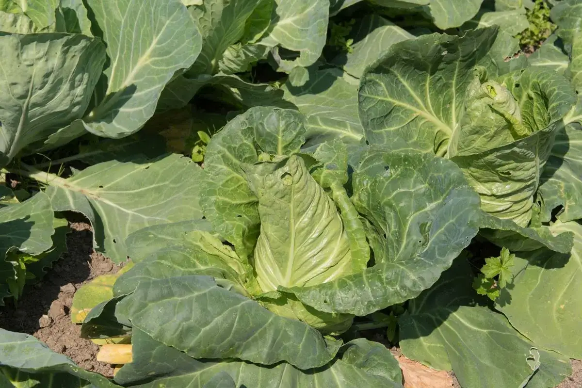 Frisch spitzkohl pflanzen im Beet. Die grünen Blätter sind üppig und zeigen die ersten Anzeichen der Erntezeit.